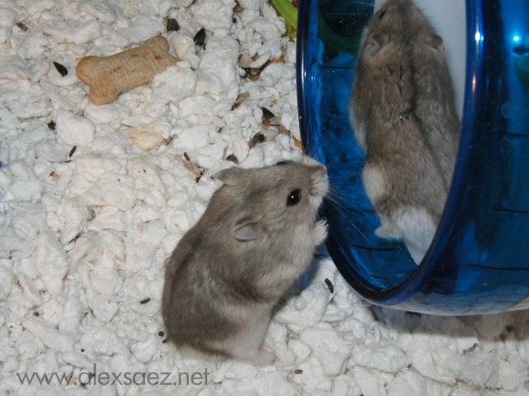 hamster